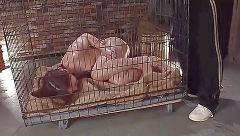 Cmv-193 Female Cage Imprisonment: Two Tamed Masochistic Dogs